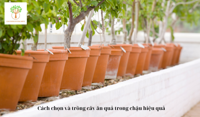 Cách chọn và trồng cây ăn quả trong chậu hiệu quảv