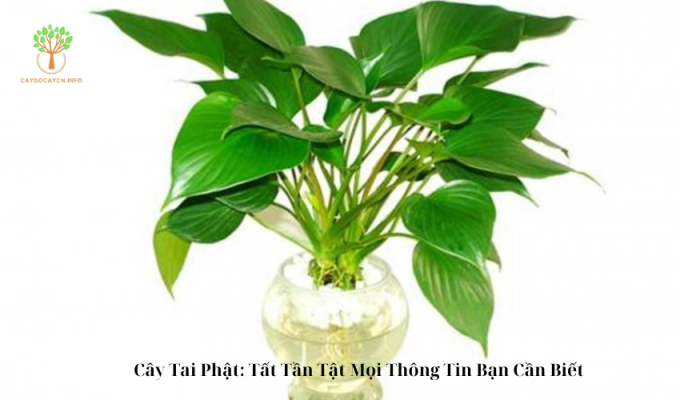 Cây Tai Phật: Tất Tần Tật Mọi Thông Tin Bạn Cần Biết