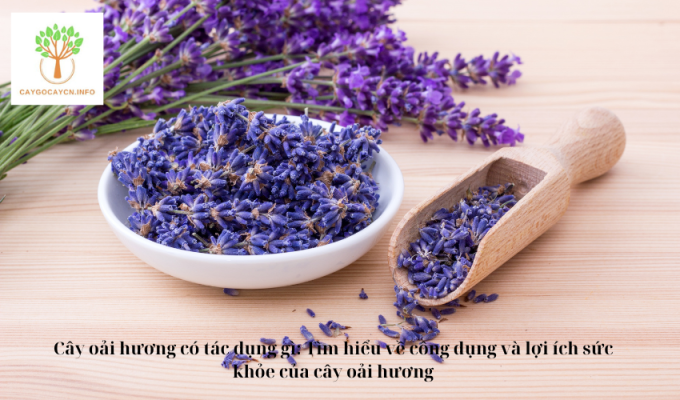 Cây oải hương có tác dụng gì: Tìm hiểu về công dụng và lợi ích sức khỏe của cây oải hương