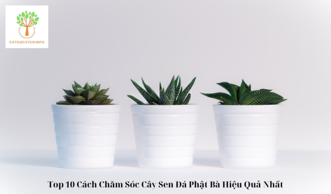 Top 10 Cách Chăm Sóc Cây Sen Đá Phật Bà Hiệu Quả Nhất