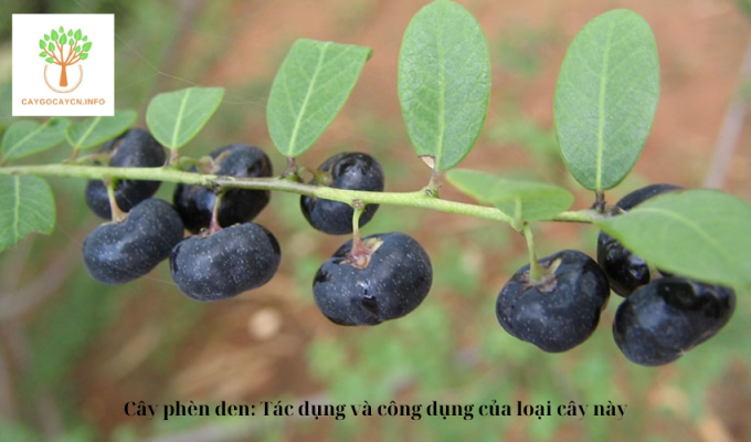 Cây phèn đen: Tác dụng và công dụng của loại cây này