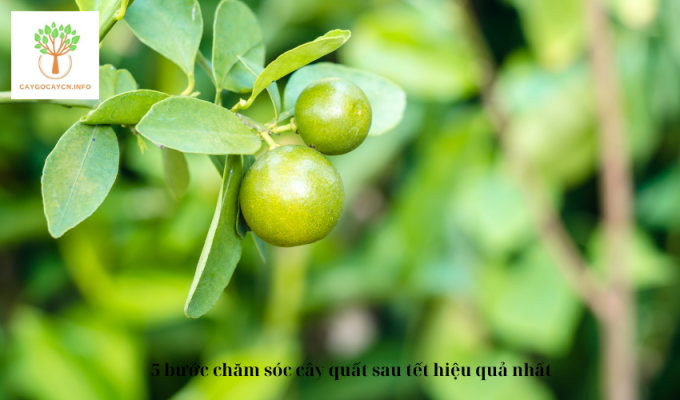 5 bước chăm sóc cây quất sau tết hiệu quả nhất